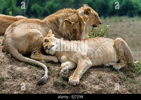 Löwen (Panthera Leo), Masai Mara National Reserve, Kenia Stockfoto