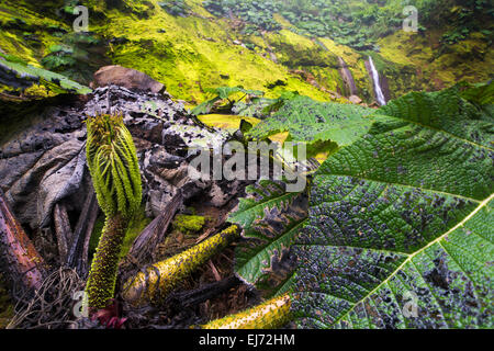 Costa Rica Toro Rio Cuarto de Grecia Costa Rica Nebelwald, Regenwald grüne grüne Hölle schön ergreifend schützenswert Stockfoto