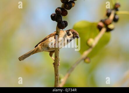 schöne eurasische Baum-Spatz (Passer Montanus) in der Struktur Stockfoto