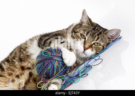 Verspielte Katze Stockfoto