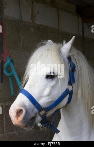 Kleine weiße Pony in einen blauen Zaum Stockfoto