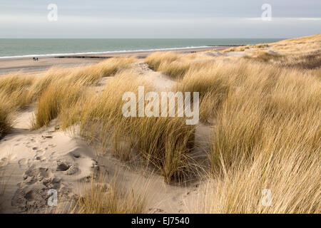 Nordsee-Dünen von Westenschouwen, Zeeland, Niederlande Stockfoto