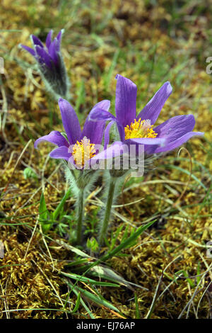 Kuhschelle Pulsatilla vulgaris Stockfoto