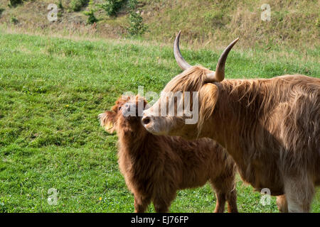 Hochlandrinder. Closeup auf eine Kuh mit Kalb Stockfoto
