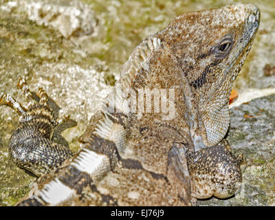 Leguan (squamate Reptil) Yucatan Mexiko Stockfoto