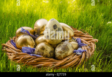 Einfache und gold Wachtel Eiern auf grünen Rasen Hintergrund, von Sonne beschienen. Ostern-Konzept Stockfoto