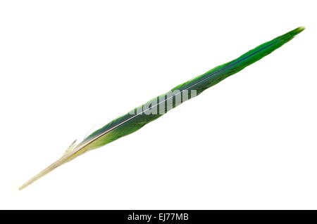 Ring-Necked Parakeet Feder isoliert auf weißem Hintergrund Stockfoto