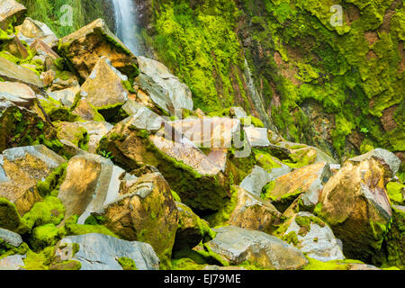 Costa Rica Toro Rio Cuarto de Grecia Costa Rica Nebelwald, Regenwald grüne grüne Hölle schön ergreifend schützenswert Stockfoto