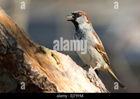 Haussperling Stockfoto