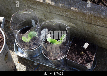 Hausgemachte Mini-grüne Häuser aus Flaschen mit gesunden Kürbis / Zucchini Pflanzen wachsen in ihnen Stockfoto