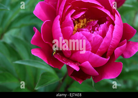 Hell rosa Pfingstrose Blume mit kleinen grünen Bug auf einem Blütenblatt Stockfoto
