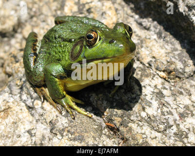 Große grüne Bullfrog, Rana Catesbeiana, im Teich Stockfoto