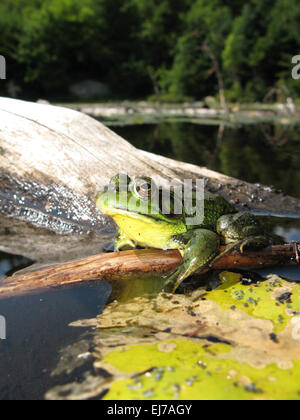 Große grüne Bullfrog, Rana Catesbeiana, im Teich Stockfoto