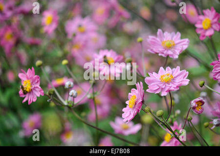 Mitte rosa japanische Anemone blüht im Spätsommer Grenze. Stockfoto