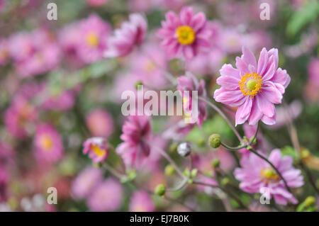 Mitte rosa japanische Anemone blüht im Spätsommer Grenze. Stockfoto