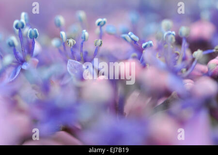 Lila Blüten in der Mitte ein Lacecap Hortensie. Extreme Nahaufnahme. Stockfoto