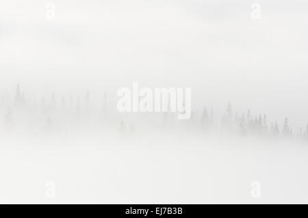 Bäume im Morgennebel, Engerdalsfjellet, Norwegen Stockfoto