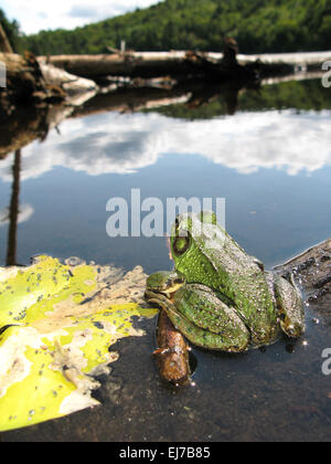 Große grüne Bullfrog, Rana Catesbeiana, im Teich Stockfoto