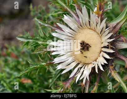 Carlina Acaulis. Ein ungewöhnlich niedrig wachsende Pflanze blüht im Sommer. Stockfoto