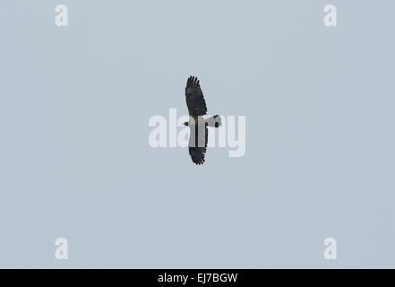 Beautifu orientalische Wespenbussard (Pernis Ptilorhyncus) fliegen in den Himmel Stockfoto