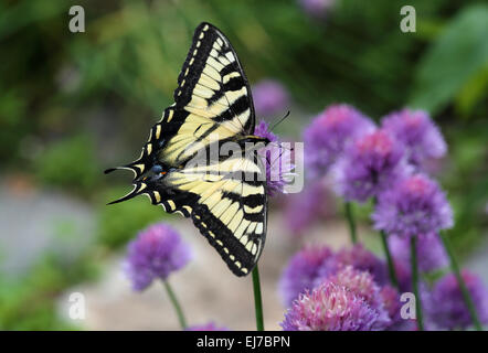 Schwalbenschwanz-Schmetterling auf lila Schnittlauch Blumen im Kräutergarten Stockfoto