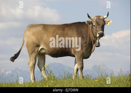 Kuh in Bayern Stockfoto