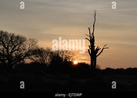 Ein toter Baum, der mit dem Finger zum Himmel zeigt, ist silhouettiert Gegen einen Wintersonnenaufgangshimmel Stockfoto