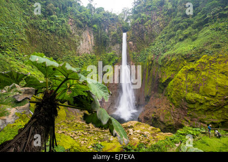 Costa Rica Toro Rio Cuarto de Grecia Costa Rica Nebelwald, Regenwald grüne grüne Hölle schön ergreifend schützenswert Stockfoto