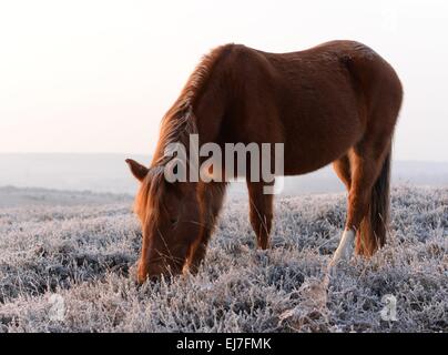 Pony mit einem weißen Fuß grasen an einem frostigen Wintermorgen in New Forest, Hampshire, Großbritannien Stockfoto