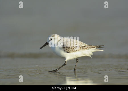 Sanderling Stockfoto