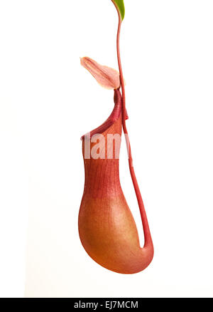 Kannenpflanze: Nepenthes Alata. Auf weißem Hintergrund Stockfoto