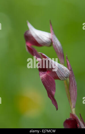 Lange Lippen Serapias: Serapias Vomeracea. Picos de Europa, Spanien Stockfoto