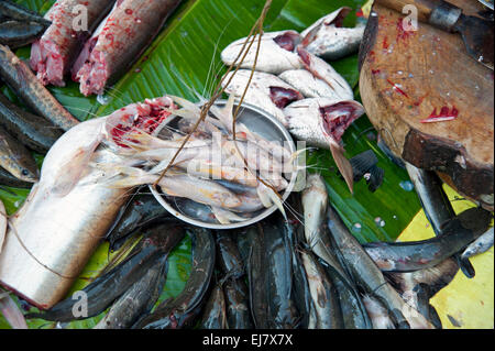 Detail der verschiedenen Frischfisch entkernt und ganze auf einer Garküche Yangon Myanmar Burma Stockfoto