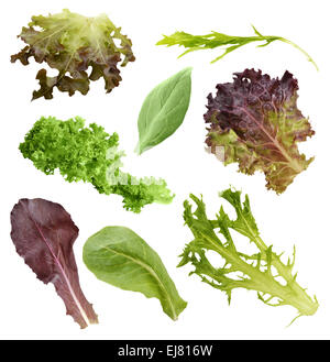 Salat-Blätter-Sammlung Stockfoto