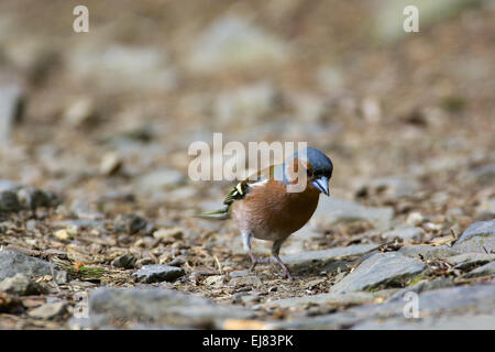 Gemeinsamen Buchfink Stockfoto