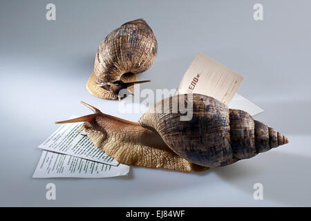 Zwei Trauben Schnecken kriechen auf Dokumente Stockfoto