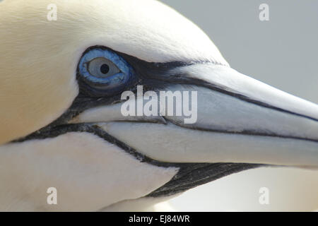 Basstölpel Stockfoto