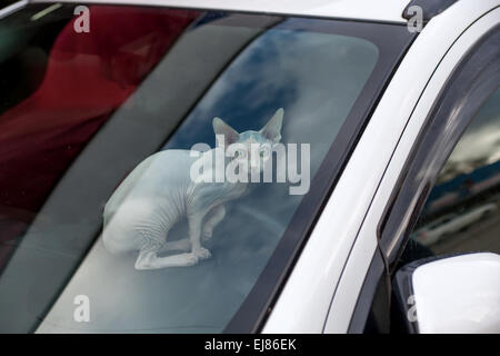 Sphinx Katze in einem Auto, Blick in die Kamera Stockfoto