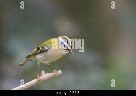 Firecrest Stockfoto