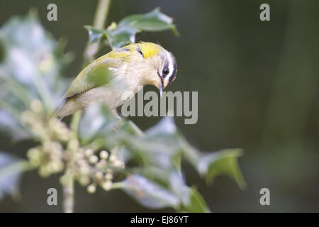 Firecrest Stockfoto