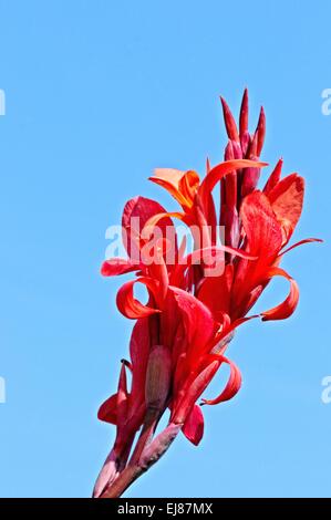 Die schöne rote CANNA Stockfoto