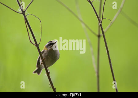 Firecrest Stockfoto