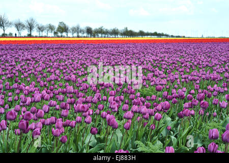 lila blühenden Tulpen Stockfoto