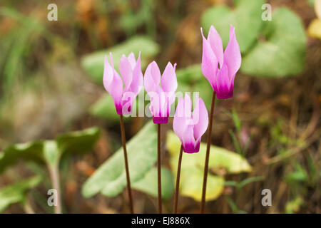 Wilde Cyclamen Hederifolium im Wald. Stockfoto