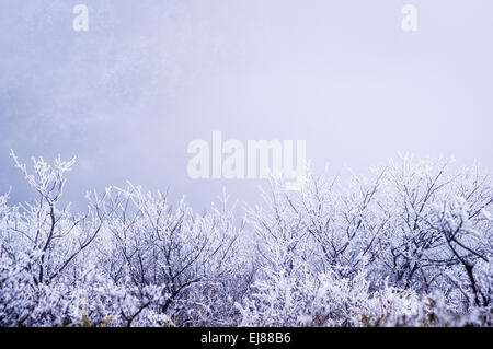 Schnee auf den Zweigen Stockfoto