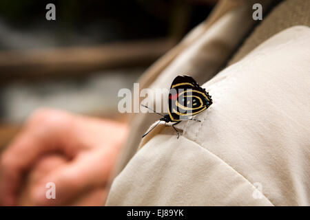 Argentinien, Iguazu, Falls National Park, vier entdeckt achtundachtzig Schmetterling (Callicore Brome) auf Besucher Kleidung Stockfoto