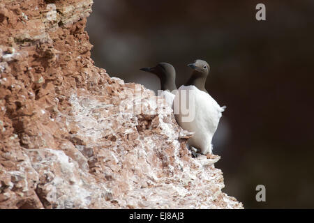 Common Murre / Guillemot Stockfoto