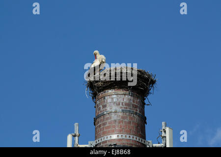 Storch im Nest auf dem Schornstein Stockfoto
