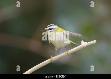 Firecrest Stockfoto