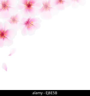 Rosa Kirschblüten Blumen Grenze Stockfoto
